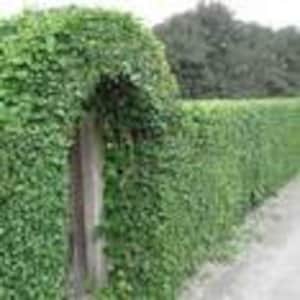 Privacy Hedge Mulberry Black/Morus nigra/Privacy Fence With Yummy Berries/39 -40&#39; T/Hedge/Wildlife Food/25 seed
