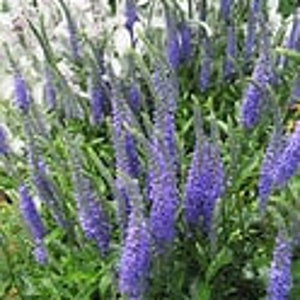 Veronica Spicata Rosea or Blue: Colorful Spikes of Flowers 10 Seeds image 1