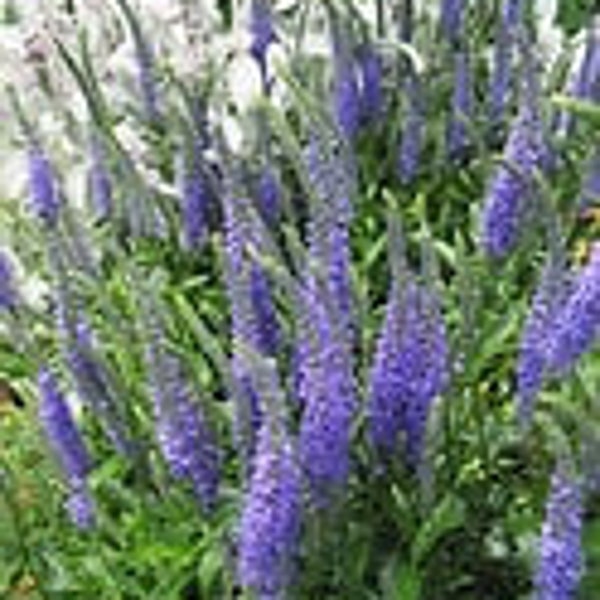 Veronica Spicata Rosea or Blue:  Colorful Spikes of Flowers  10 Seeds