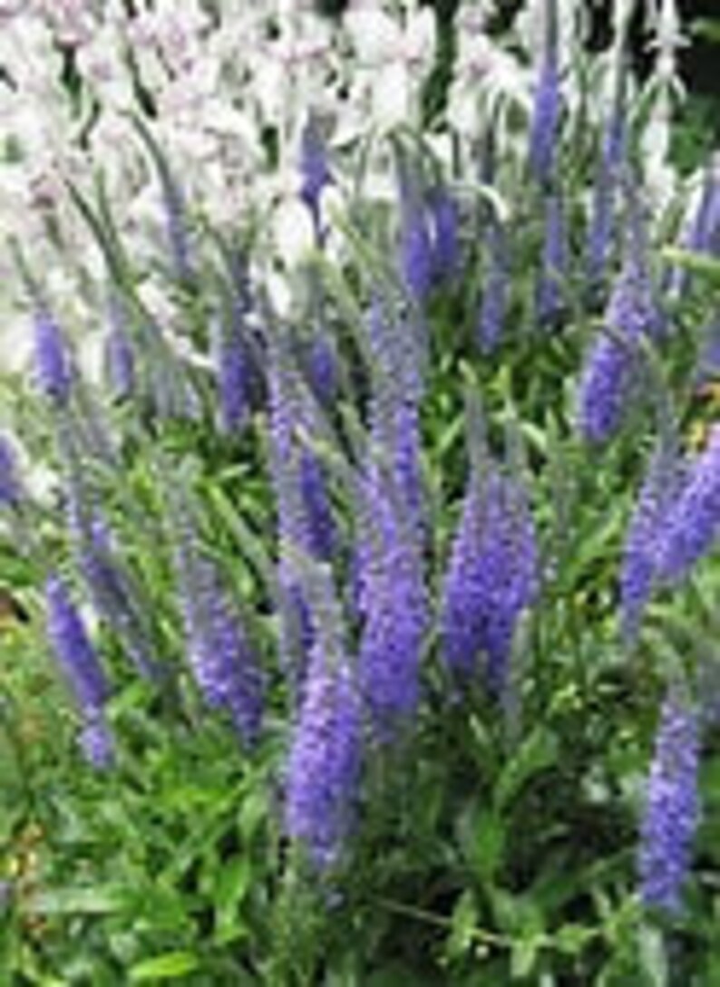 Veronica Spicata Rosea or Blue: Colorful Spikes of Flowers 10 Seeds image 1