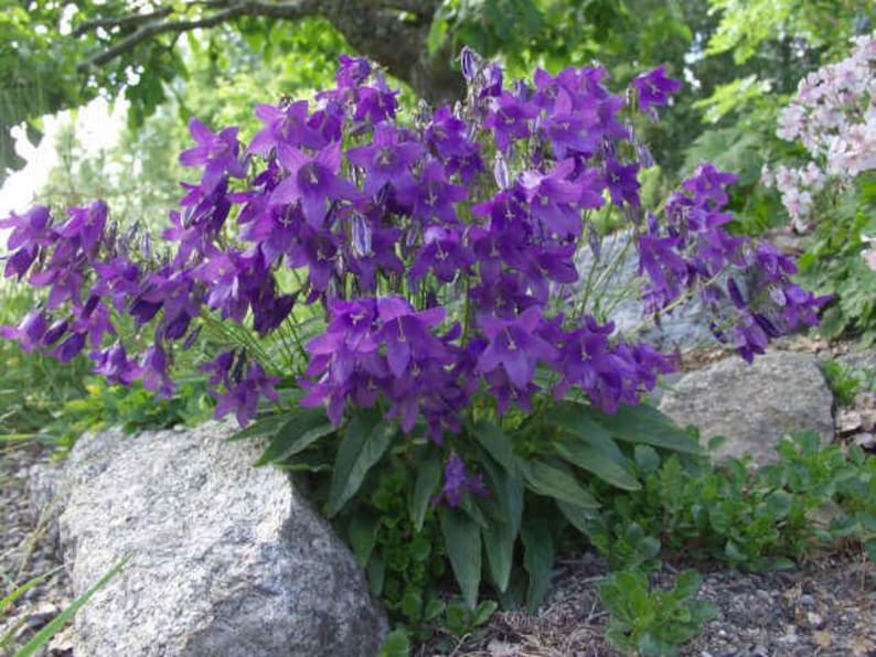 Campanula Collina known in the hills of Turkey, Bell Shapped, Rock Gardens, Borders 25 seeds image 1