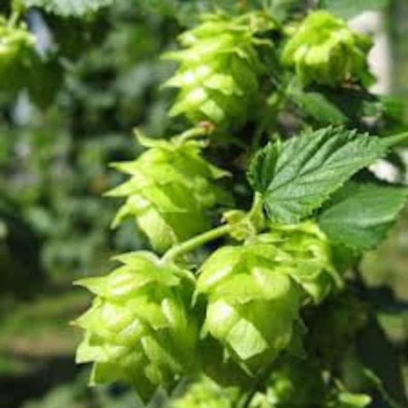 Hops Beer Malt Seed Unique Flavor/aromatics/humulus Etsy