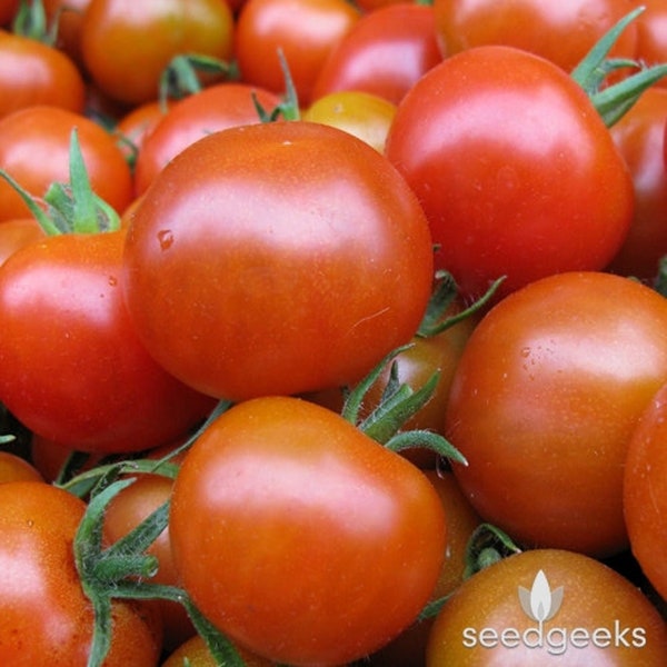 Tomatoes Red Cherry Heirloom Non-GMO (25 Seeds)