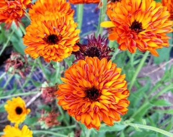 Calendula Touch of Red Mix - Happiness in a Flower  - Gorgeous in a Cut Flower Arrangement (15 Seeds)