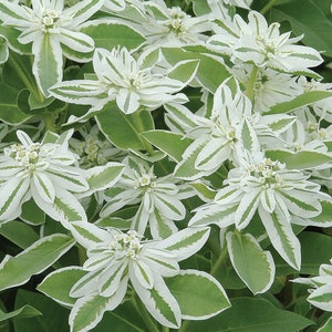 Snow on the Mountain Euphorbia marginata/Productive Elegant Filler For Bouquets/20 seed image 2