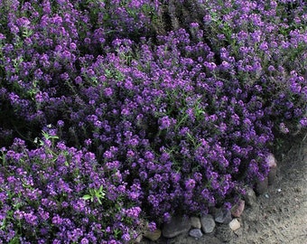 Alyssum Oriental Night - Fragrant Midnight Ground Cover, Rich in Color - 25 Seeds
