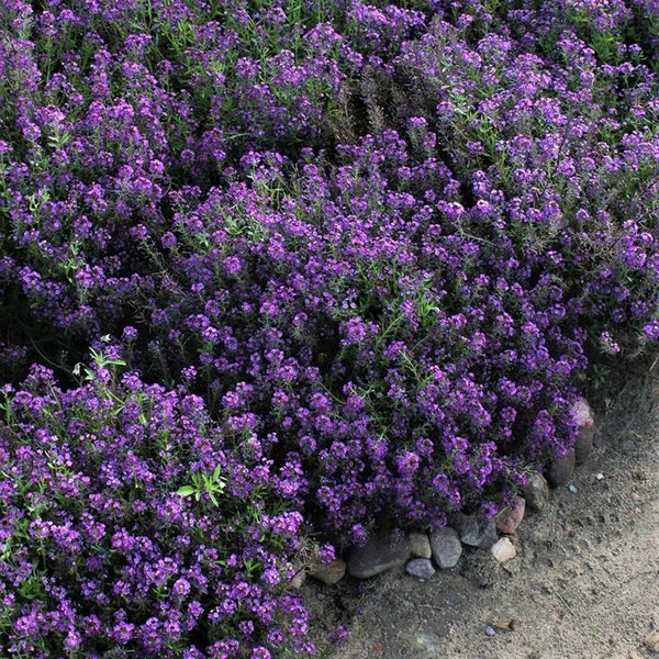 Alyssum Oriental Night - Fragrant Midnight Ground Cover, Rich in Color - 25 Seeds