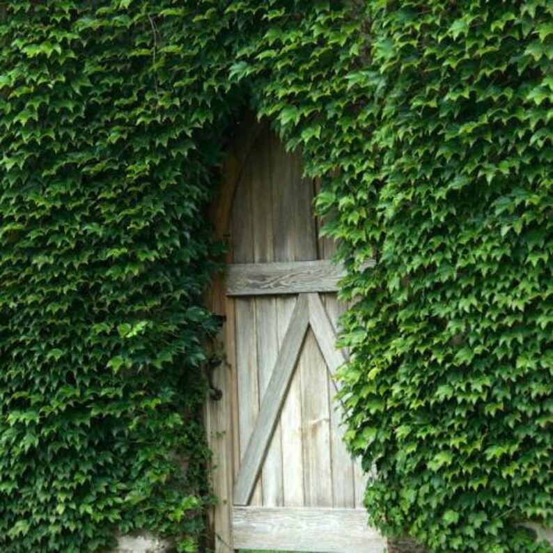 Private Fence Boston Ivy Vigorous Self Climbing Vine/Crimson Etsy