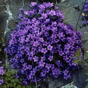 Campanula Portenschlagiana Dalmation Bellflower/Light Blue-Deep Lavender Flowers/Trailing Over Walls/Rock Garden/Steeping Stones/ 10 seed image 1