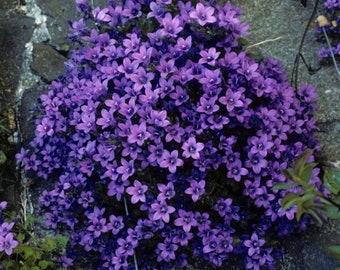 Campanula Portenschlagiana Dalmation Bellflower/Light Blue-Deep Lavendel Flowers/Trailing Over Walls/Rock Garden/Steeping Stones/ 10 zaad