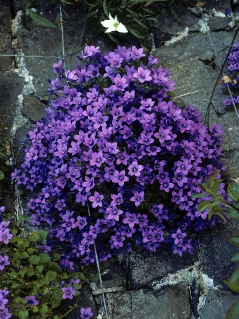 Campanula Portenschlagiana Dalmation Bellflower/Light Blue-Deep Lavender Flowers/Trailing Over Walls/Rock Garden/Steeping Stones/ 10 seed image 1