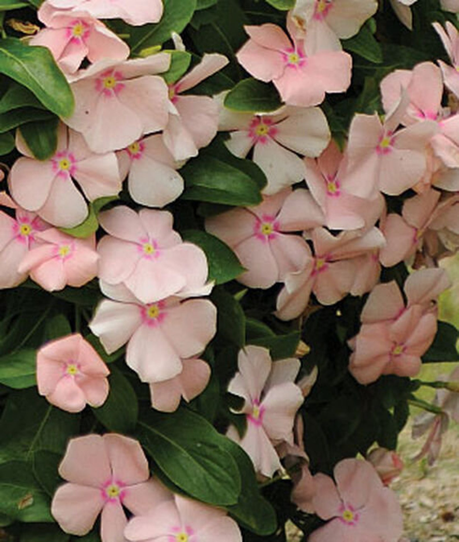 Vinca Cascading Peach Apricot/Hanging Baskets/Annual/Attracts Etsy