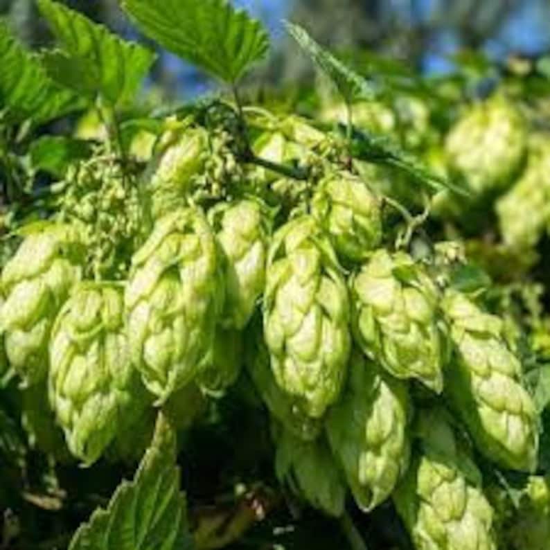 Hops Beer Malt Seed Unique Flavor/aromatics/humulus Etsy