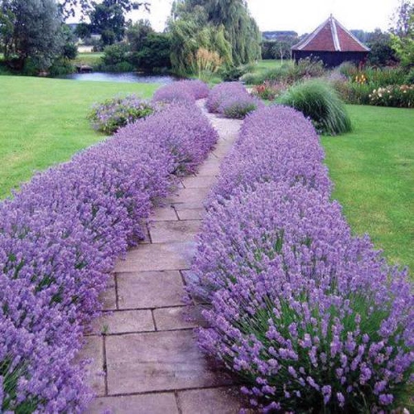 Lavender Hidcote Blue Purple Seed/Sweet Fragrant Silver Gray Foliage Flowers/Perennial/Heat Tolerant/Cut Flowers/Dried Arrangements 25 Seeds