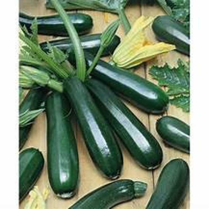 Zucchini Black Beauty Tender, Delicious, Awesome producer 20 Seeds image 2