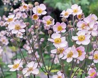 Anemone Hupenhensis-Japanese-Large Bloom-Pink Delight - 10 Seeds