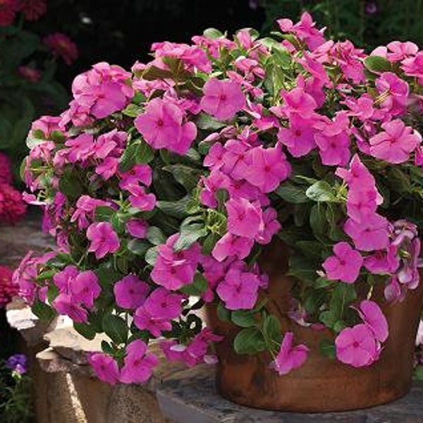 Vinca Cora Cascade Lilac: Showy flowers, Trailing, Attracks pollinators,   (25 Seeds)