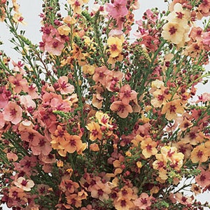 Verbascum Southern Charm/Fall Planting For Spring Bloom/Elegant Perennial/Cottage Garden/Spikes Covered in Shades Of Buff/Lavender/Rose/10