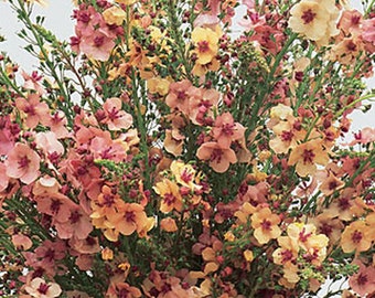 Verbascum Southern Charm/Fall Planting For Spring Bloom/Elegant Perennial/Cottage Garden/Spikes Covered in Shades Of Buff/Lavender/Rose/10