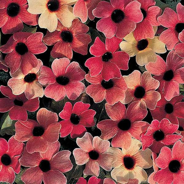 Black Eyed Susan Vine Blushing Susie RED Seeds Etsy