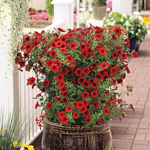 Petunia Tidal Wave Red Velour/Mountains of Color/Biggest Petunia Series/Just Grows and Grows/Top Winner/Non-Fading/Groundcover/10 seed