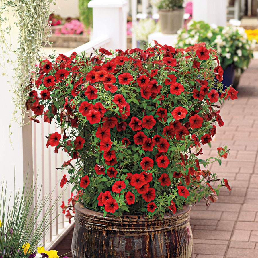 Petunia Tidal Wave Red Velour/mountains of Color/biggest Petunia Series ...