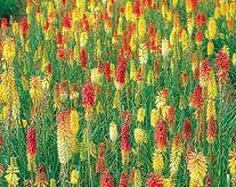 Kniphofia Pfitzer Hot Poker, Eye Catching  Red, Orange, Yellow Colors, Great Cut Flowers (20 Seeds)