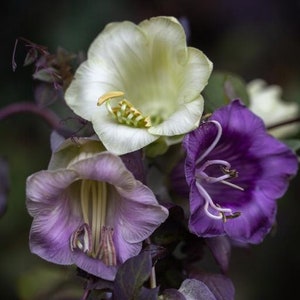 Cobaea scandens Cup and Saucer Vine/Purple/White 20' 25' Tall, Vigorous Showy Climber Many Large Flowers, Honey Fragrance,/10 seeds image 1