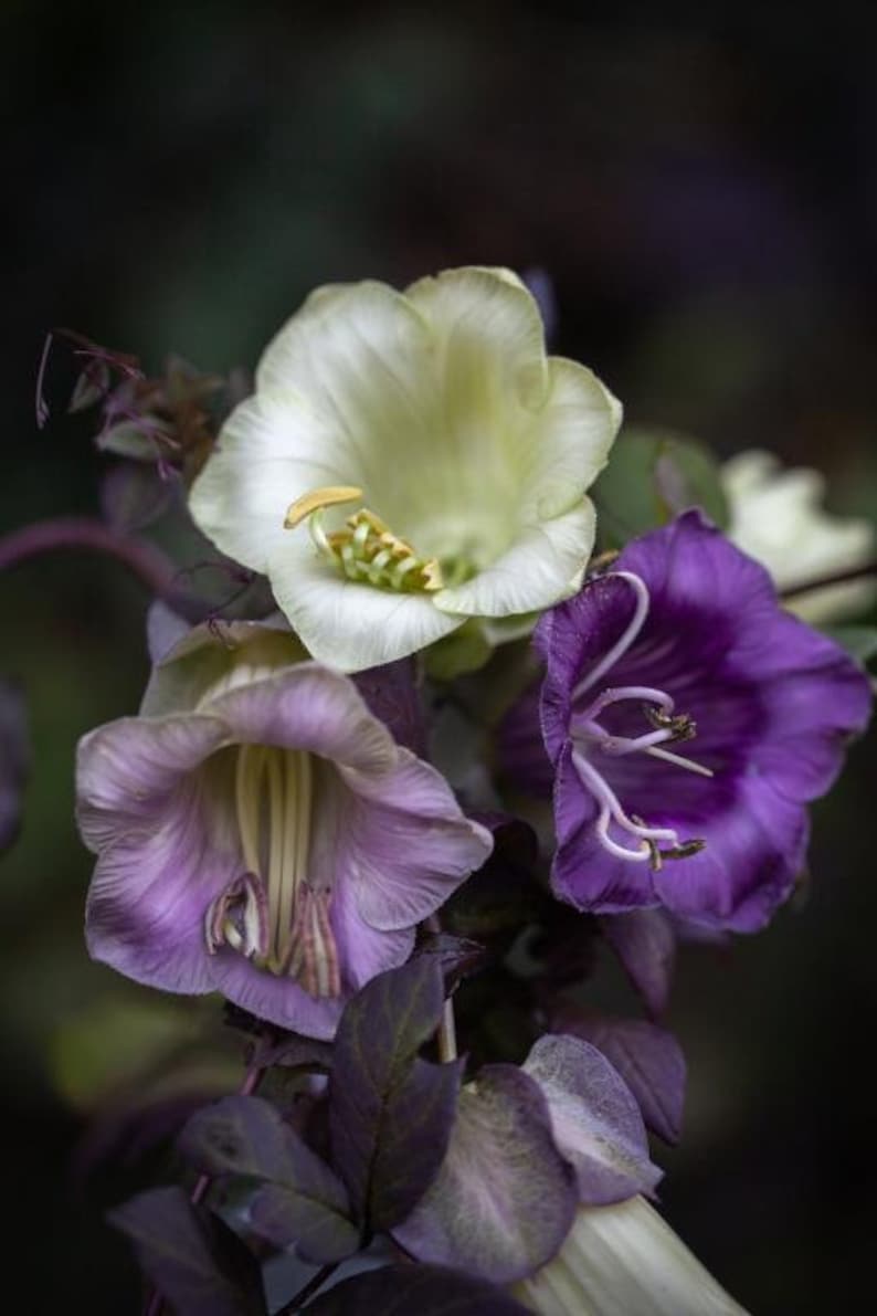 Cobaea scandens Cup and Saucer Vine/Purple/White 20' 25' Tall, Vigorous Showy Climber Many Large Flowers, Honey Fragrance,/10 seeds image 1