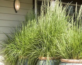 Fragrant Privacy Screen Lemon Grass Herb Cymbopogon Citratus/5' Tall Repels Mosquitoes/Patio Privacy Screen/Asain Cuisine/Tea/Soups/25 seed