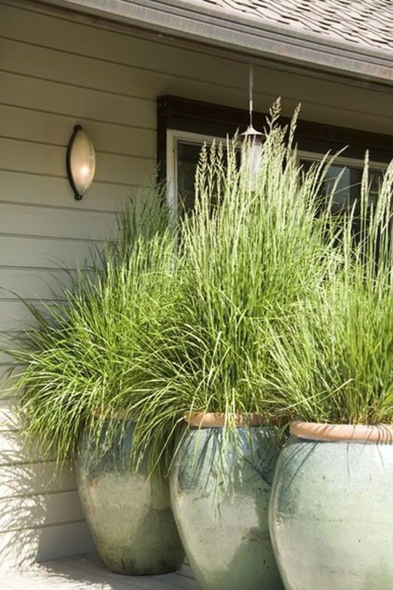 Fragrant Privacy Screen Lemon Grass Herb Cymbopogon Citratus/5' Tall Repels Mosquitoes/Patio Privacy Screen/Asain Cuisine/Tea/Soups/25 seed