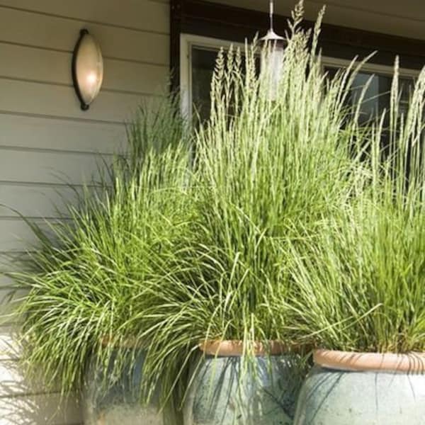 Fragrant Privacy Screen Lemon Grass Herb Cymbopogon Citratus/5' Tall Repels Mosquitoes/Patio Privacy Screen/Asain Cuisine/Tea/Soups/25 seed