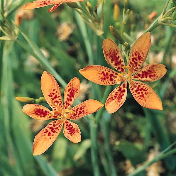 Freckle Face/Blackberry Lily/Leopard Flower,Belamcanda chinensis/Perennial/6 FT.Tall/Blooms First Year/Tropical/10 seed