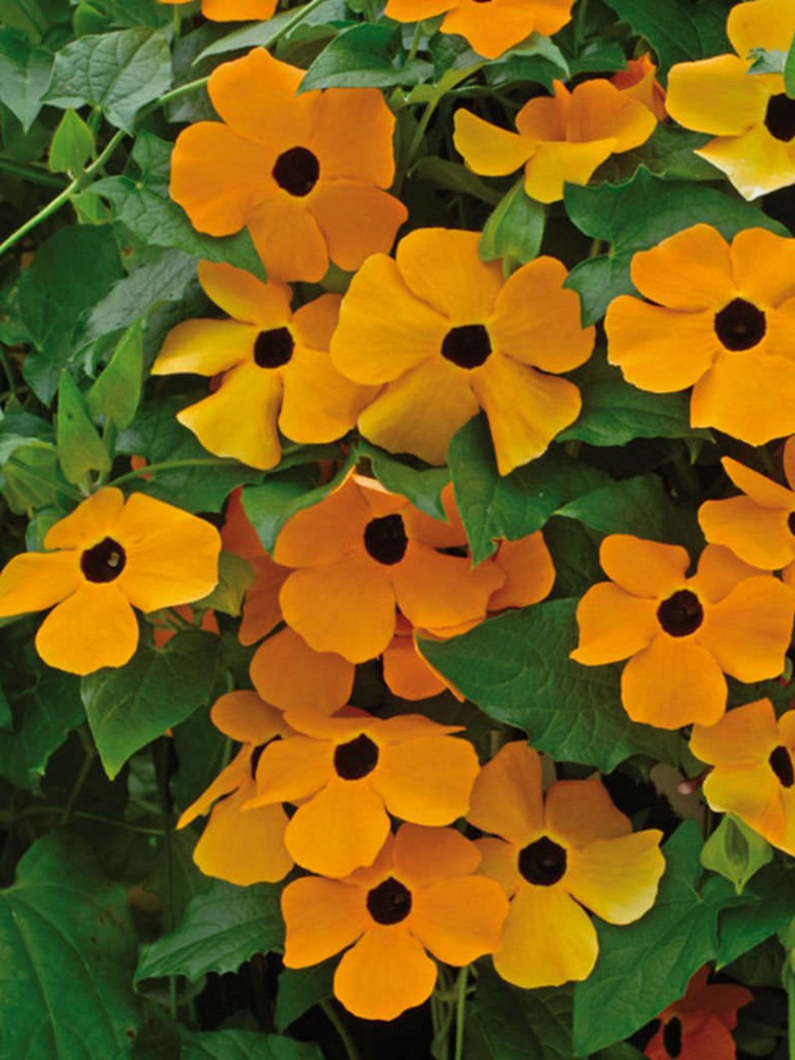 Black Eyed Susan Vine Blushing Susie RED Seeds Etsy