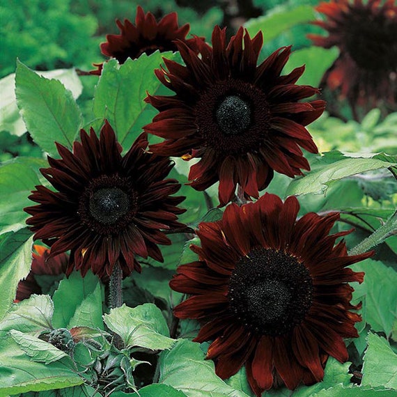 Sunflower Black Magic Seed/4' Tall/annual Summer Etsy
