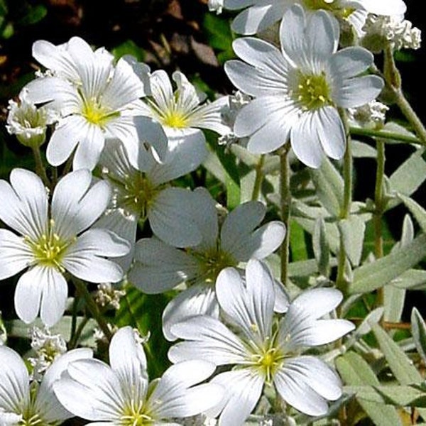 Snow In Summer - Cerastium tomentosum, Ground cover, Rock garden, Evergreen Perennial, Sunny Banks, Walk on/ 25 seed