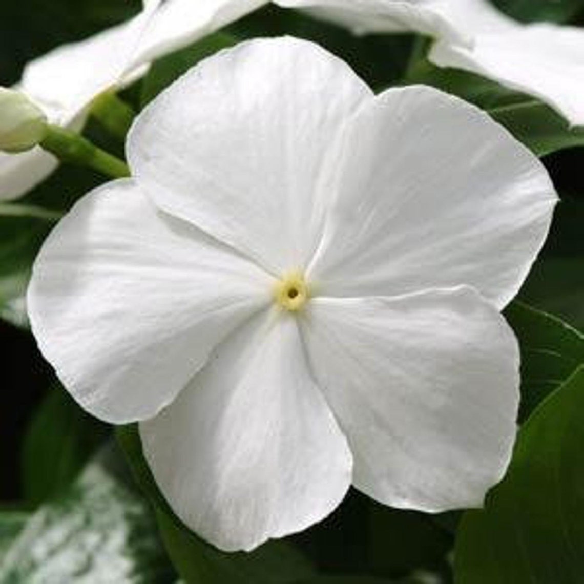 Vinca Cascading White/hanging Baskets/annual/attracts Etsy