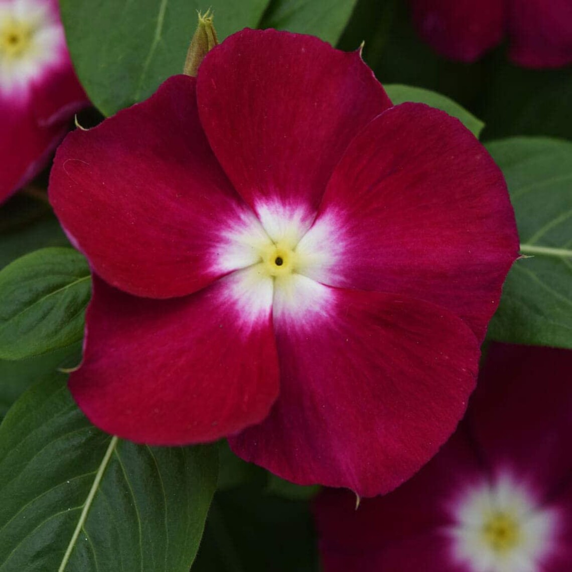Vinca Cascading Burgundy/Hanging Baskets/Annual/Attracts Etsy