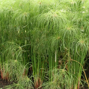 Cyperus papyrus Privacy Patio Containers 8ft/Egyptian Paper Reed/Bulrush/Vigorous Tropical Plant/Decorative/Perennial/Birds Love It/10 seed image 2