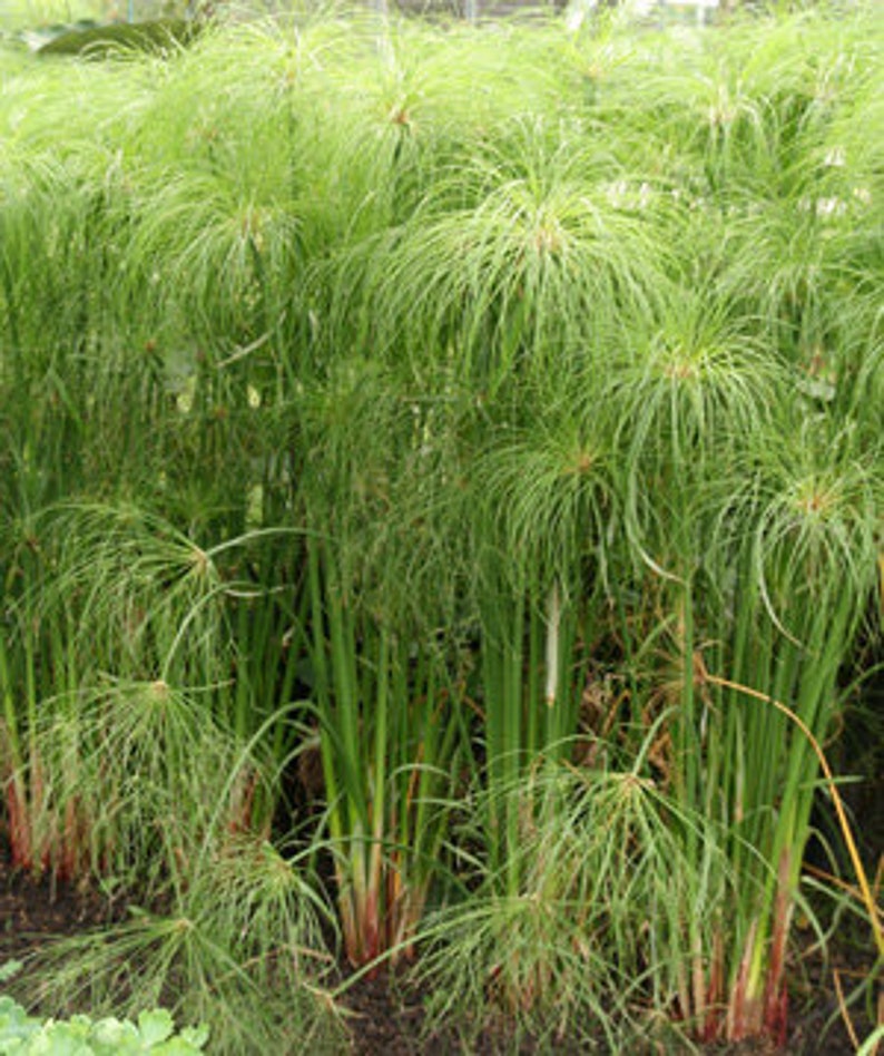 Cyperus papyrus Privacy Patio Containers 8ft/Egyptian Paper Reed/Bulrush/Vigorous Tropical Plant/Decorative/Perennial/Birds Love It/10 graines image 2