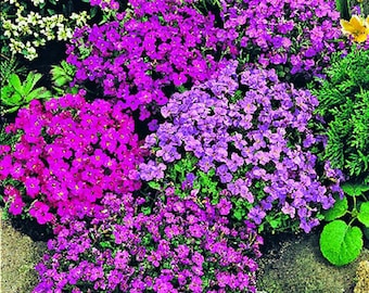 Aubrieta Cascading Mix (25 Graines).  Masses de fleurs de lavande, bleues, roses, rouges et violettes