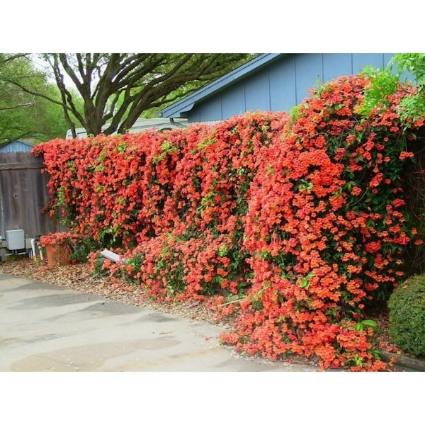 Campsis Radicans Trumpet Vine Showy Orange Trumpet Scarlet Flowers/Hummingbird Vine/40' Fast Growing Vine/Perennial/Privacy Fence/10 seeds