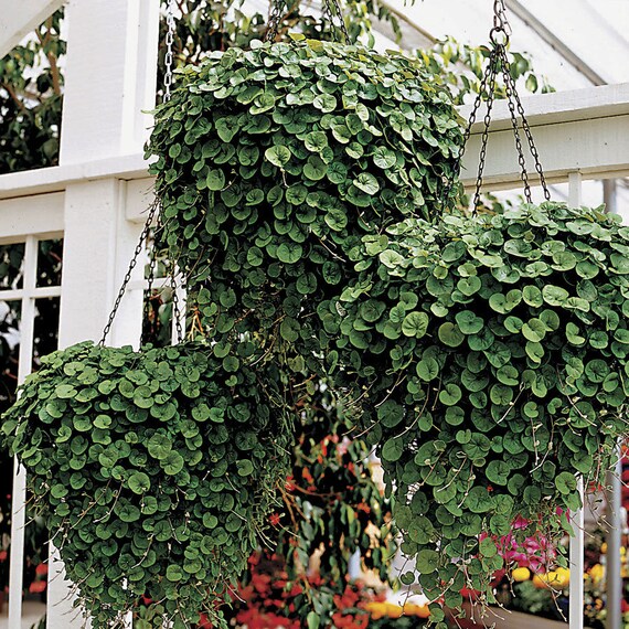 Dichondra Seeds Emerald Falls Multi Pelleted Seeds 25 thru 100 Pelleted Seeds