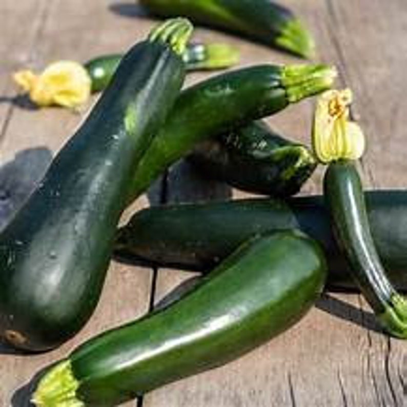 Zucchini Black Beauty Tender, Delicious, Awesome producer 20 Seeds image 1