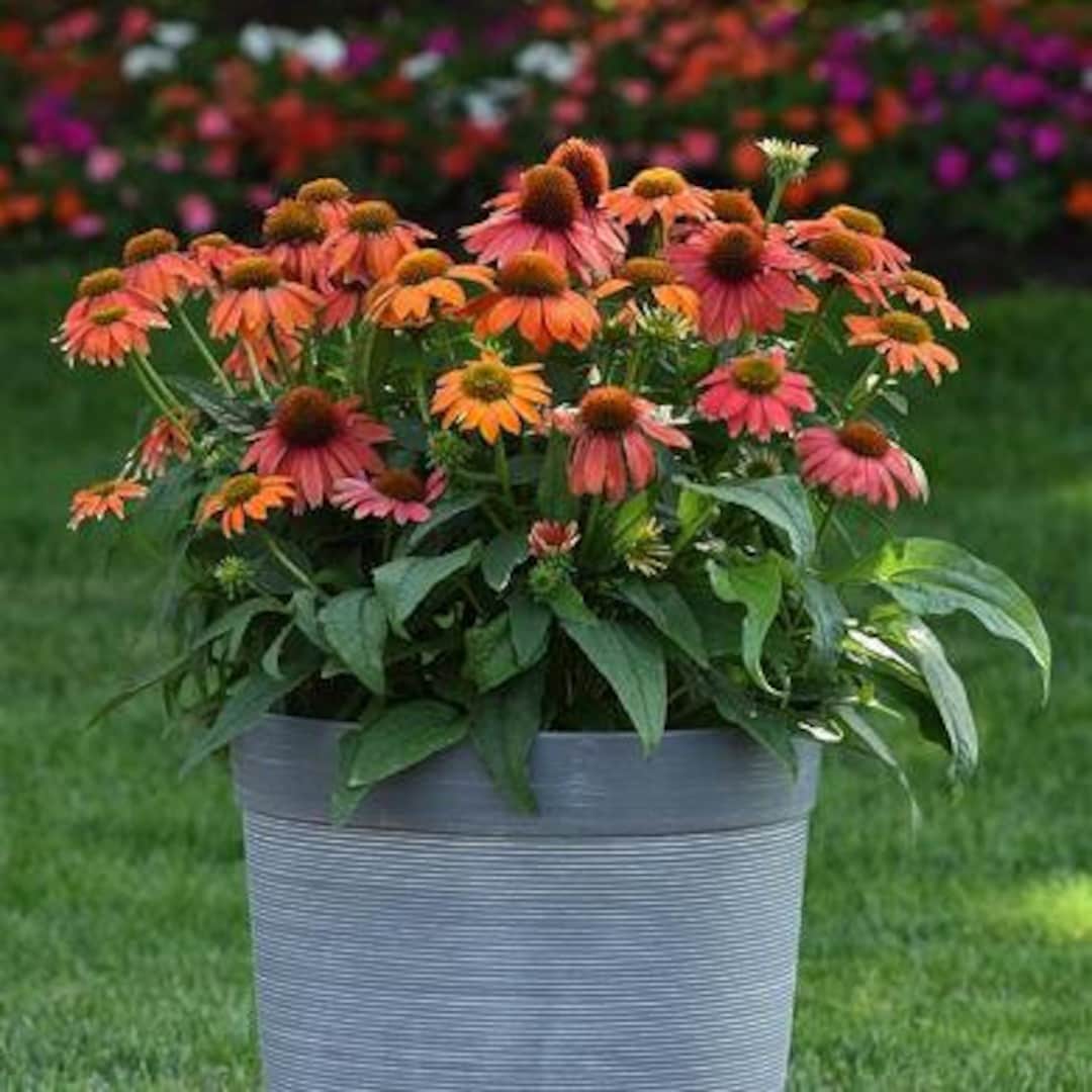 Echinacea Coneflower Artisan Red Ombre/f1 Hybrid/blooms 1st Yr/summer