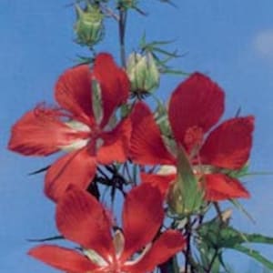 May include: Close-up of a red hibiscus flower with multiple blooms and buds against a blue sky.