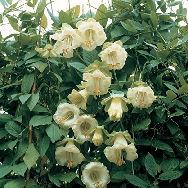 Cobaea scandens Cup and Saucer Vine/Purple/White 20' 25' Tall, Vigorous Showy Climber Many Large Flowers, Honey Fragrance,/10 seeds image 3