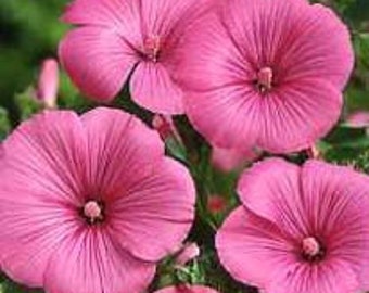 Hot Lips/Lavatera trimestris/Dramatic 3" Ruby Lip-Smacking Cups Tropical Looking/Prolific Bloom/3' T/Perennial/Grow-Sell For- Profit/25 seed