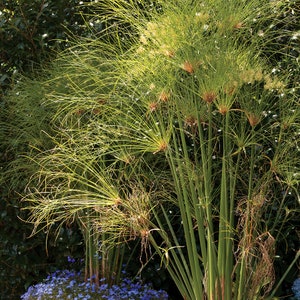 Cyperus papyrus Privacy Patio Containers 8ft/Egyptian Paper Reed/Bulrush/Vigorous Tropical Plant/Decorative/Perennial/Birds Love It/10 seed image 1