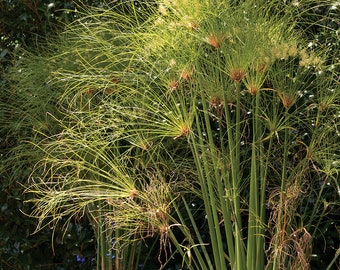 Cyperus papyrus Privacy Patio Containers 8ft/Egyptian Paper Reed/Bulrush/Vigorous Tropical Plant/Decorative/Perennial/Birds Love It/10 seed